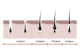 fases del ciclo del cabello